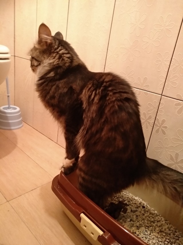 Какой кот подойдет вам по знаку Зодиака