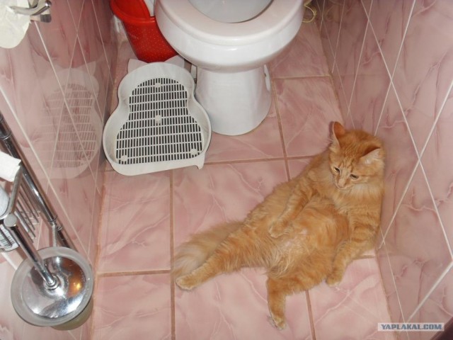 Котовторник 29.05.2012