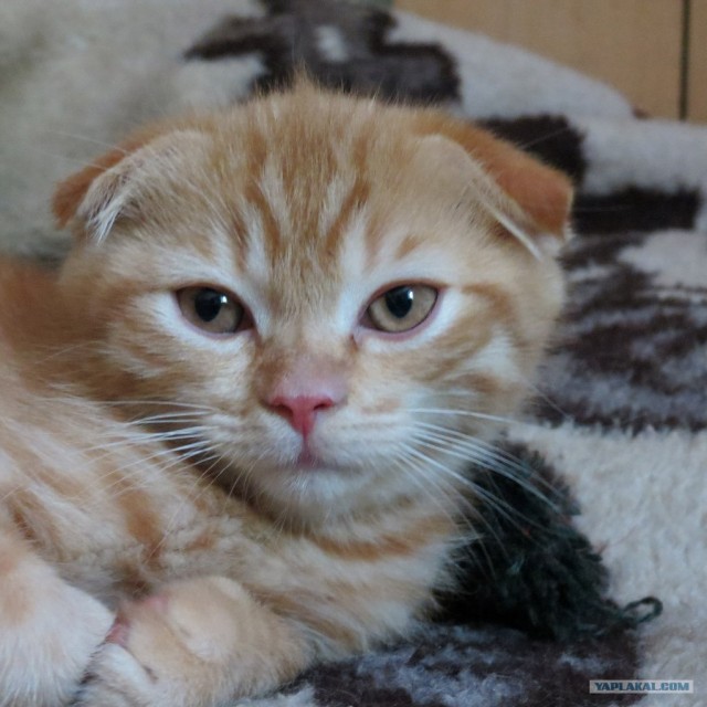 Котовторник 31.07.2012 г.