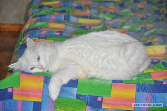 Котовторник  14.08.2012.