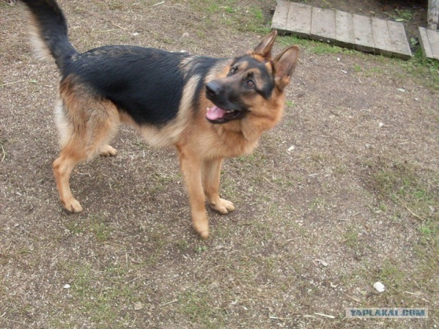 Собакочетверг!