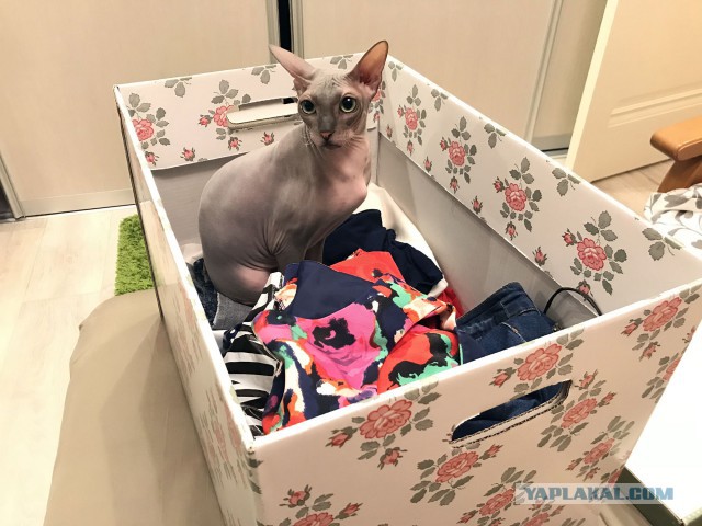 С Днём кошки!