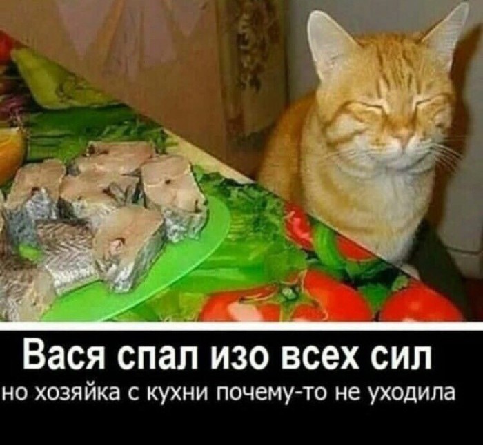 20 очень веселых фотографий котов с забавными комментариями их владельцев