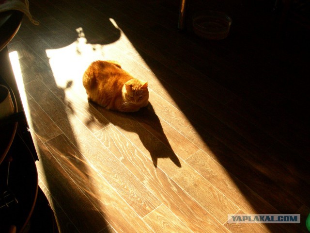 Чо, поцоны? Котовторнег?!