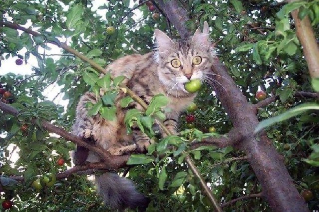 Забавные картинки с котами из сети