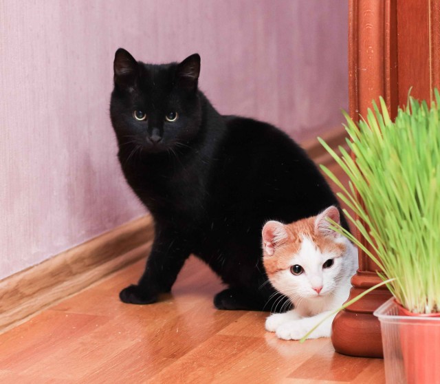 Забавные картинки с котами из сети