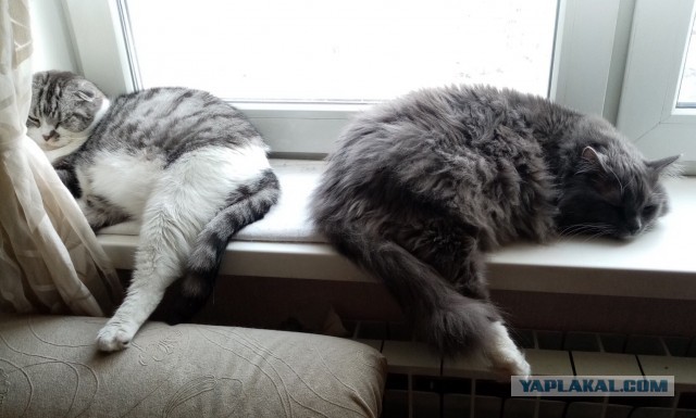 Давайте по котикам, которые с нами на самоизоляции