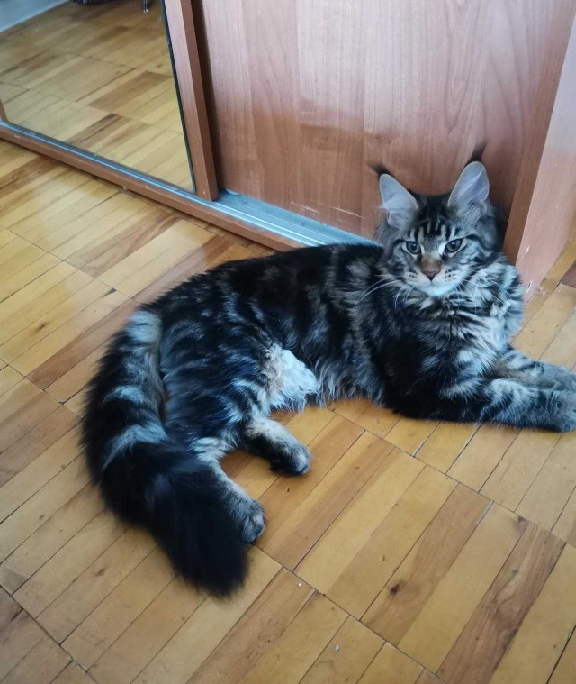 Коты, которые нас порадовали!