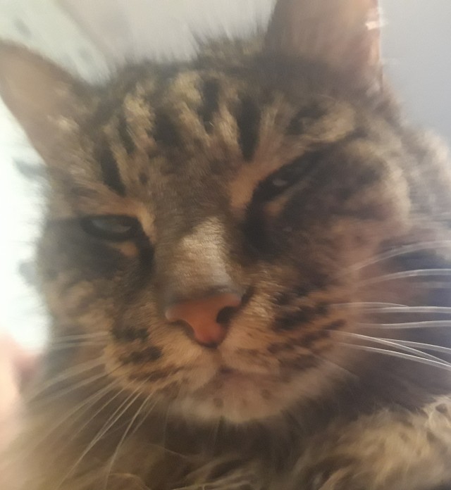 Ну, с котовторником!
