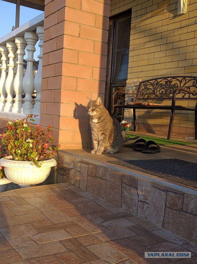 5 ошибок хозяина, которые сокращают жизнь домашней кошки