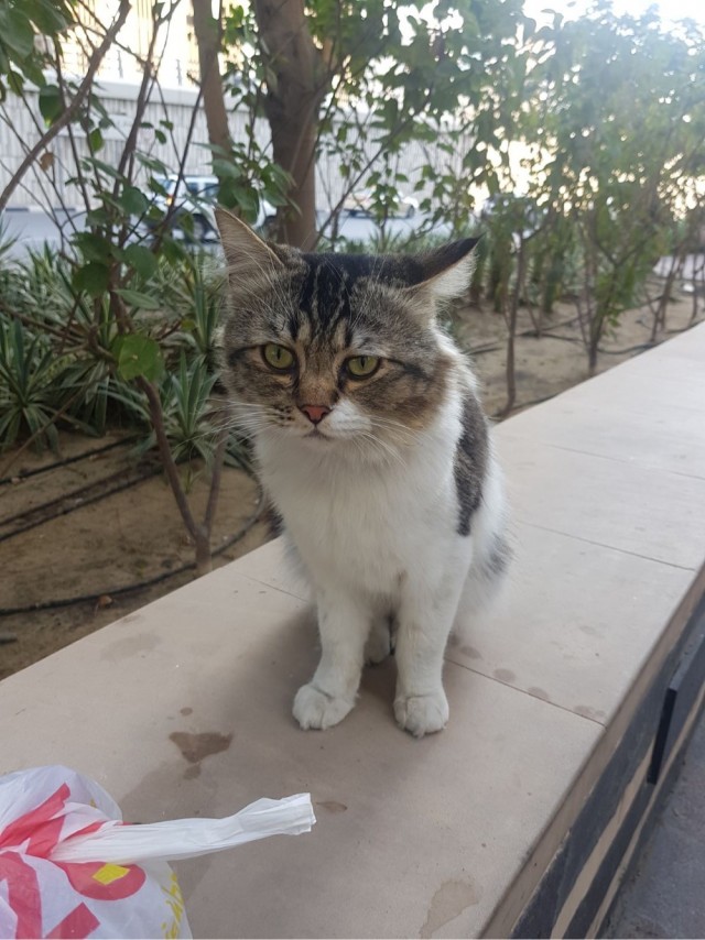 Коты они такие