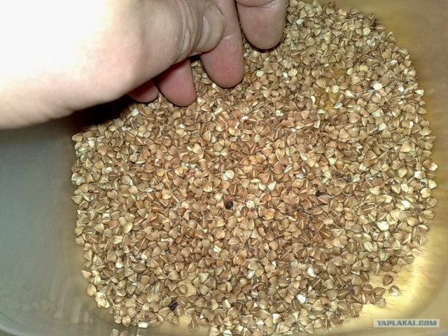 Куриный бульон для Чайников, Или «Кура-International»