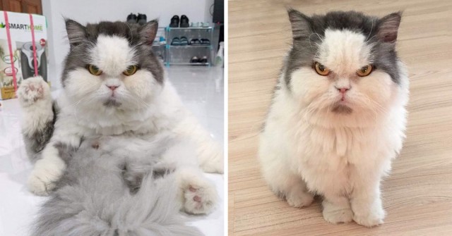 Котики. Разной степени адекватности