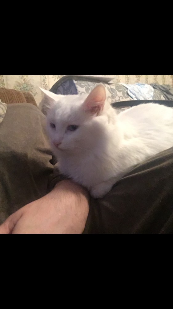 Котовторник 05.10.21 г