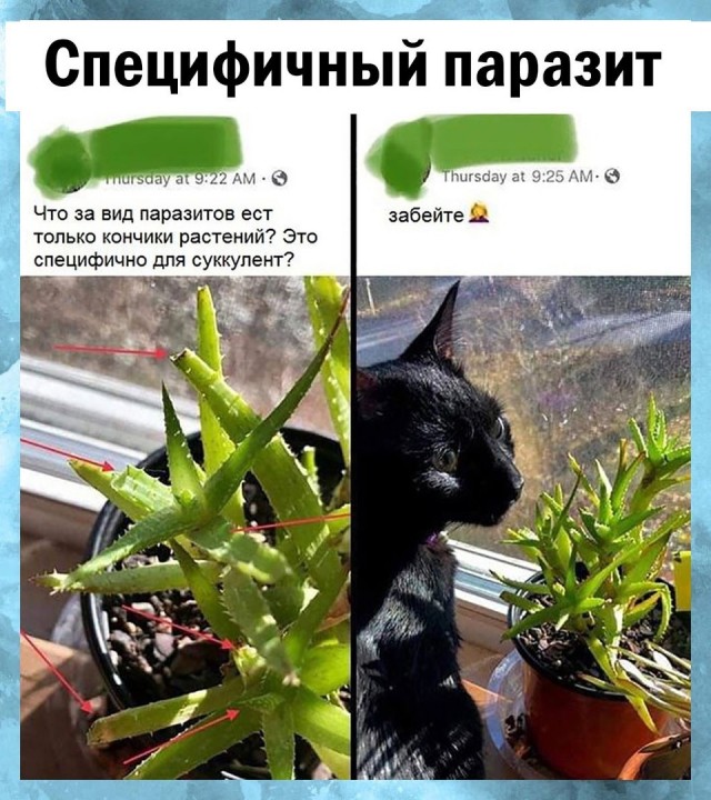 Так себе картинки 06.10.21