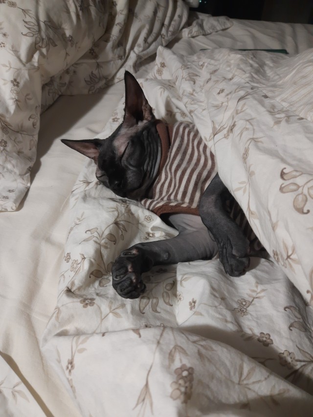 Котэ Веник в котовторник