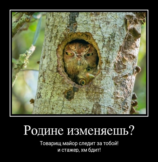 Объявлены победители премии Комедийной фотографии дикой природы-2022