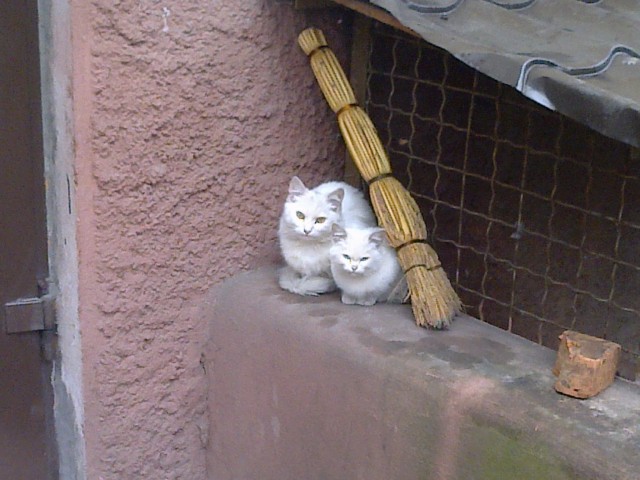 Котовторник  19.03.2013