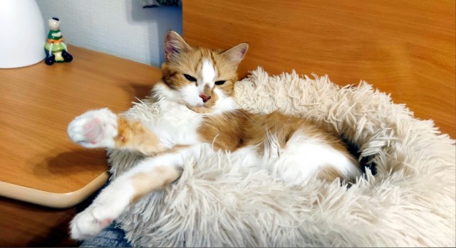Котодракула