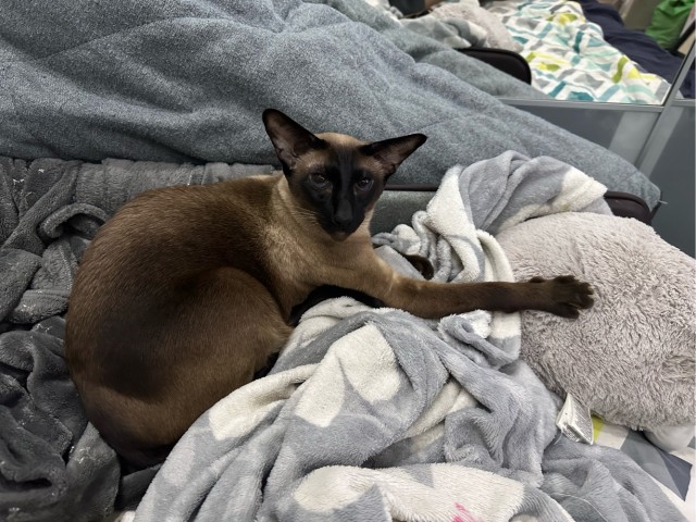 Котовторник 17.01.23