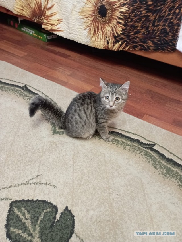Начинаем котовторник.
