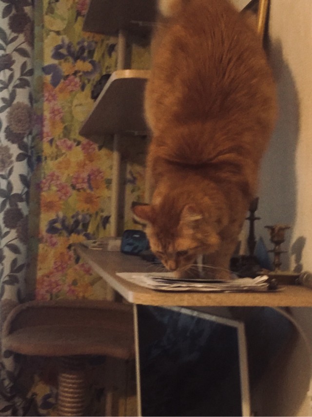 Коточетверг!