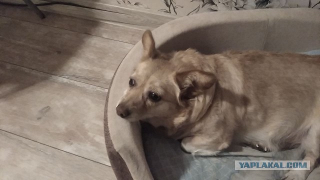 Случай с участием собаки, выбивший меня из колеи
