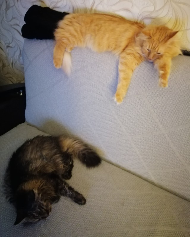 Много дел у кота на даче...