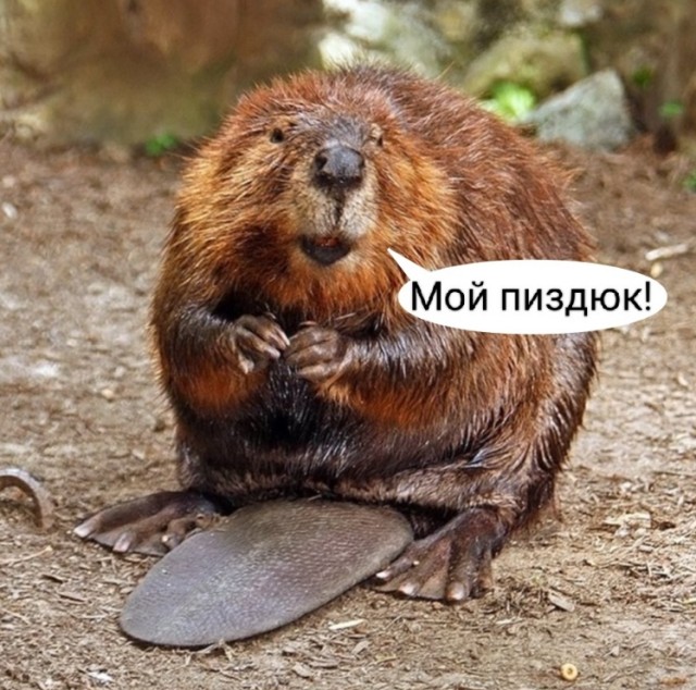 11 лет кропотливой работы.