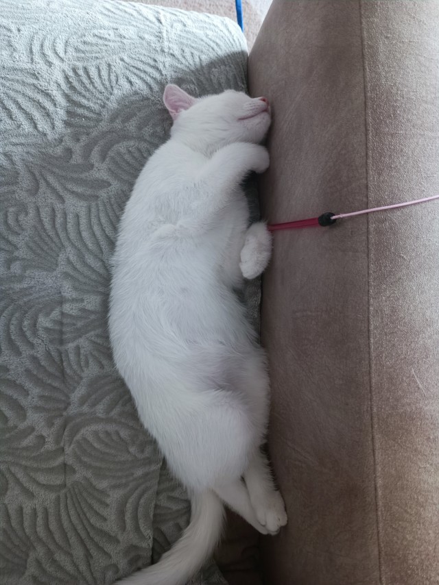Купил новую игрушку коту, остановить его не могу