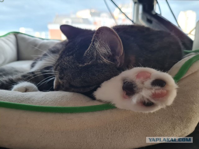 К - Котовторник ☺ Пополнение
