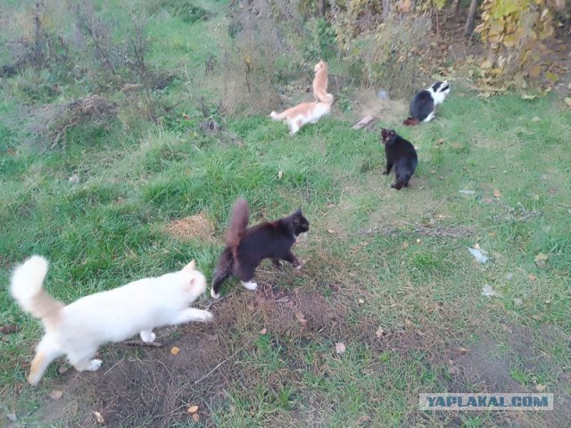 Жизнь домашнего приюта для котеек 468