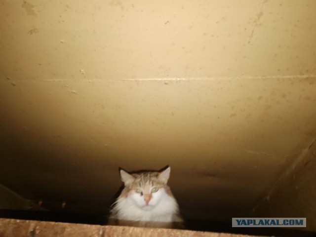 Жизнь домашнего приюта для котеек 471