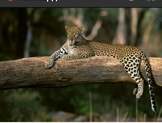 Пришло предложение...