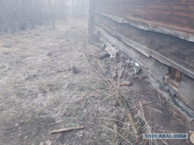 Жизнь домашнего приюта для котеек 483