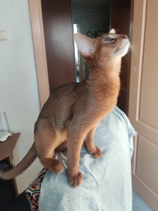 Танк уничтожен