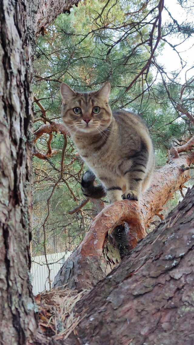 Котовторник 09.04.24