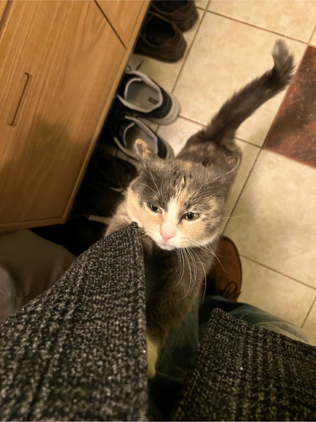 Котовторник 05/11/2024