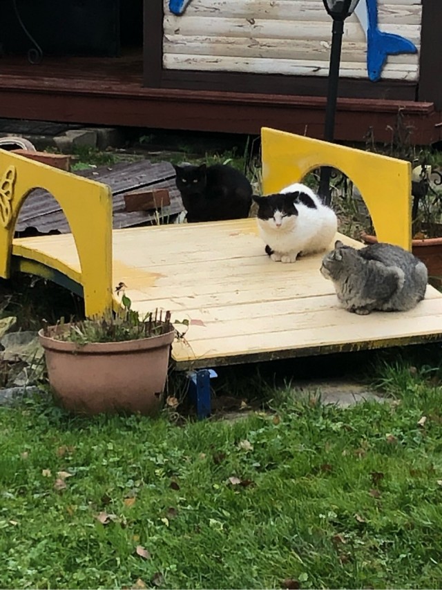 На котовторник
