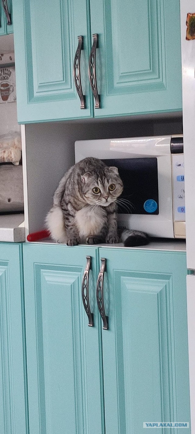 Котовторник
