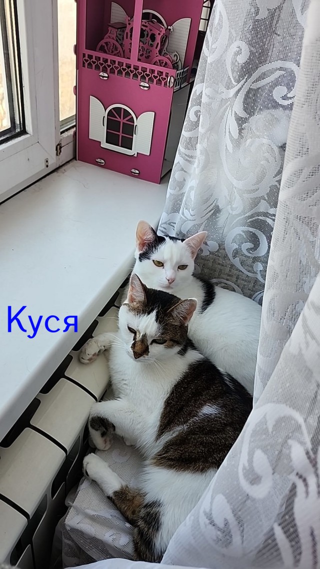Жизнь домашнего приюта "Котоленд" 484