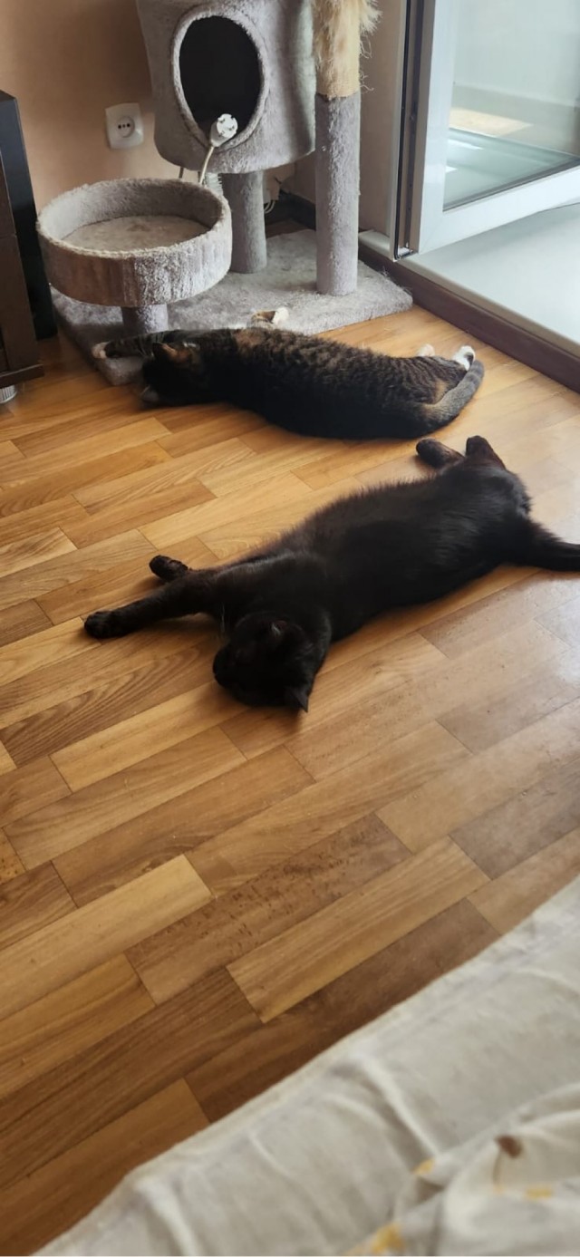 Совпало с котовторником.