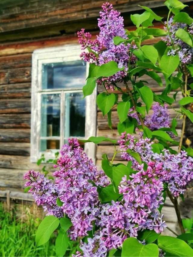 Прикольные и просто красивые картинки 08.05.2025