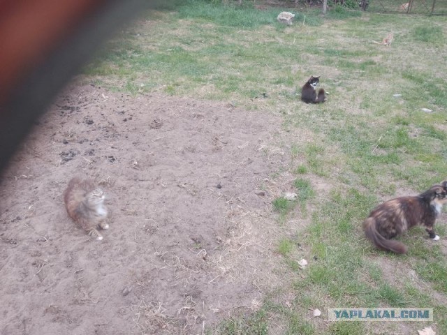 Жизнь домашнего приюта для котеек 543