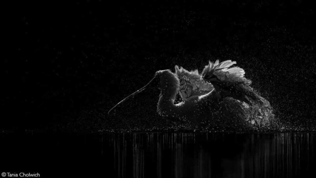 Объявлены победители фотоконкурса Africa Geographic Photographer of the Year 2025