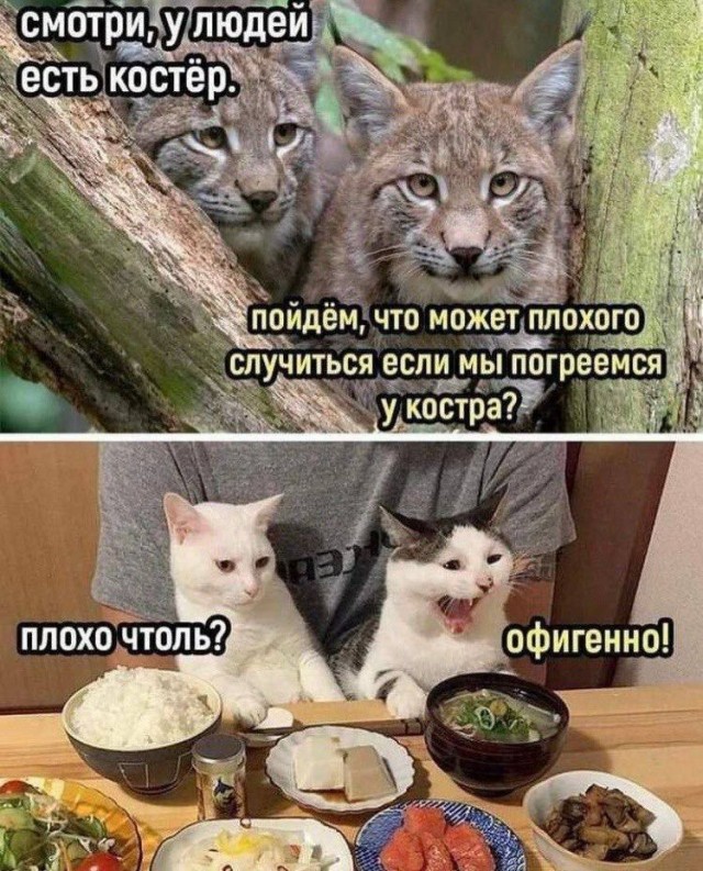 Откуда взялись кошки?