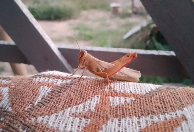 Зелëненький он был?