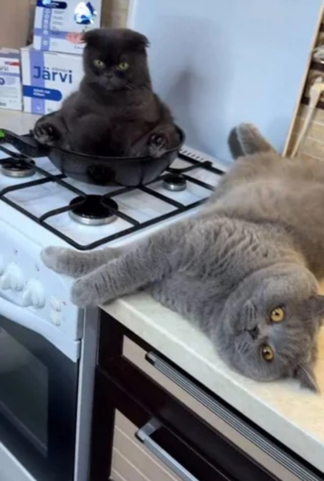 Готовьте меня полностью!