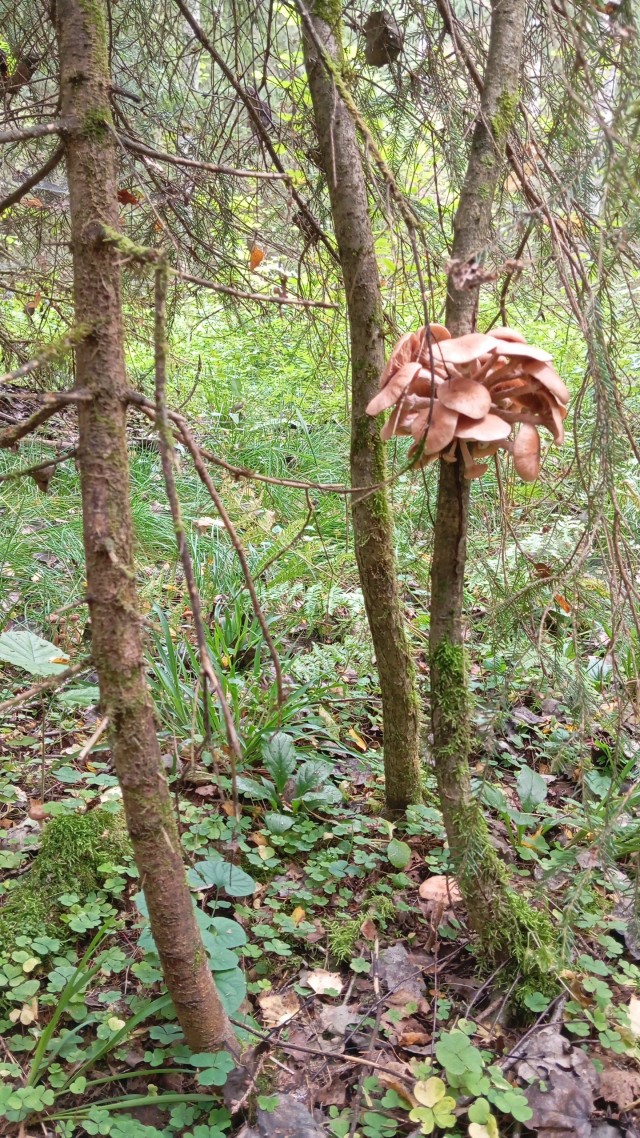Грибов букет нашел сегодня я