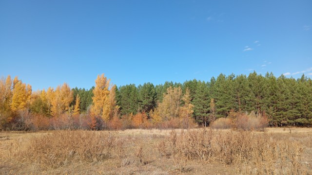 Лес осень!
